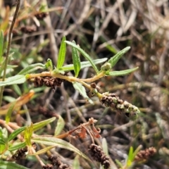 Persicaria prostrata (Creeping Knotweed) at The Pinnacle - 13 Mar 2024 by sangio7