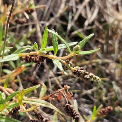 Persicaria prostrata (Creeping Knotweed) at The Pinnacle - 12 Mar 2024 by sangio7