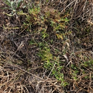 Persicaria prostrata at The Pinnacle - 13 Mar 2024 10:18 AM