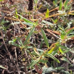 Persicaria prostrata at The Pinnacle - 13 Mar 2024 10:18 AM