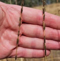 Sporobolus creber (Slender Rat's Tail Grass) at The Pinnacle - 12 Mar 2024 by sangio7