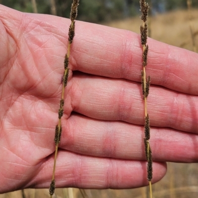 Sporobolus creber (Slender Rat's Tail Grass) at The Pinnacle - 13 Mar 2024 by sangio7