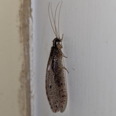 Oedosmylus tasmaniensis (Lacewing) at Kambah, ACT - 13 Mar 2024 by HelenCross