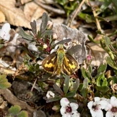 Ocybadistes walkeri (Green Grass-dart) at Aranda, ACT - 13 Mar 2024 by KMcCue