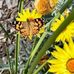 Vanessa kershawi (Australian Painted Lady) at Aranda, ACT - 12 Mar 2024 by KMcCue