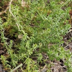 Asperula conferta (Common Woodruff) at Hawker, ACT - 12 Mar 2024 by sangio7