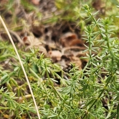 Asperula conferta at The Pinnacle - 13 Mar 2024