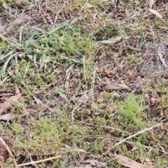 Asperula conferta at The Pinnacle - 13 Mar 2024