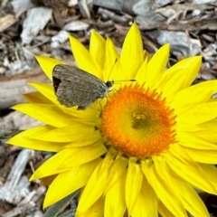 Zizina otis (Common Grass-Blue) at Aranda, ACT - 12 Mar 2024 by KMcCue