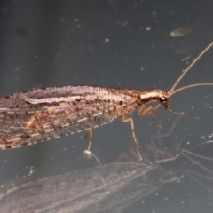 Oedosmylus tasmaniensis (Lacewing) at Ainslie, ACT - 12 Mar 2024 by jb2602