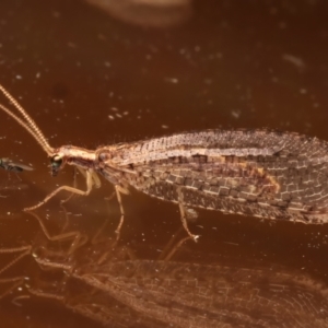 Oedosmylus tasmaniensis at Ainslie, ACT - 12 Mar 2024