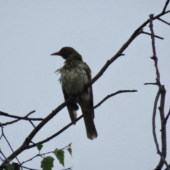 Oriolus sagittatus (Olive-backed Oriole) at Wingecarribee Local Government Area - 19 Feb 2024 by Span102