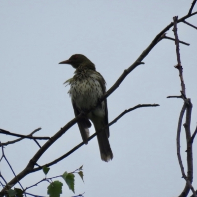 Oriolus sagittatus (Olive-backed Oriole) at Wingecarribee Local Government Area - 19 Feb 2024 by Span102