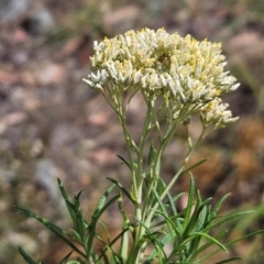 Cassinia longifolia (Shiny Cassinia, Cauliflower Bush) at The Pinnacle - 13 Mar 2024 by sangio7