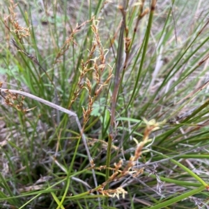 Lepidosperma laterale at Mount Majura - 4 Jan 2024 11:47 AM