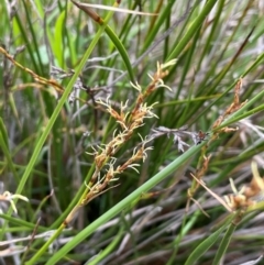 Lepidosperma laterale at Mount Majura - 4 Jan 2024 11:47 AM