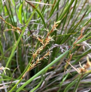 Lepidosperma laterale at Mount Majura - 4 Jan 2024