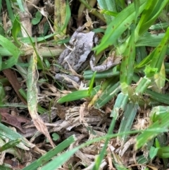 Unidentified Frog at Mittagong, NSW - 13 Mar 2024 by Span102