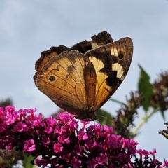 Heteronympha merope (Common Brown Butterfly) at QPRC LGA - 13 Mar 2024 by MatthewFrawley