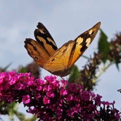 Heteronympha merope at QPRC LGA - 13 Mar 2024