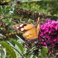 Heteronympha merope at QPRC LGA - 13 Mar 2024 05:12 PM