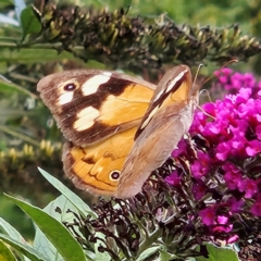 Heteronympha merope at QPRC LGA - 13 Mar 2024