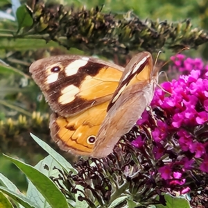 Heteronympha merope at QPRC LGA - 13 Mar 2024 05:12 PM