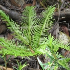 Sticherus flabellatus (Shiny Fan-fern, Umbrella Fern) at Meryla State Forest - 10 Mar 2024 by Span102