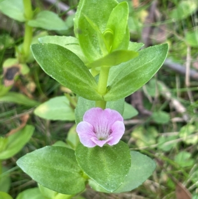 Gratiola peruviana (Australian Brooklime) at Monga, NSW - 13 Mar 2024 by JaneR