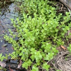 Gratiola peruviana at Monga National Park - 13 Mar 2024 01:40 PM