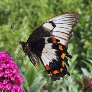 Papilio aegeus at QPRC LGA - 13 Mar 2024