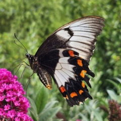 Papilio aegeus (Orchard Swallowtail, Large Citrus Butterfly) at QPRC LGA - 13 Mar 2024 by MatthewFrawley