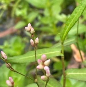 Persicaria praetermissa at Monga National Park - 13 Mar 2024