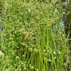 Juncus prismatocarpus at Monga National Park - 13 Mar 2024 01:47 PM