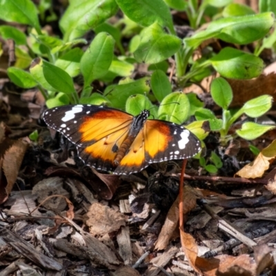 Danaus petilia (Lesser wanderer) at Penrose - 11 Mar 2024 by Aussiegall