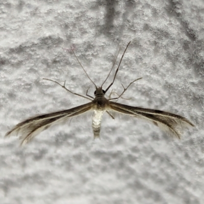 Pterophoridae (family) (A Plume Moth) at Watson, ACT - 13 Mar 2024 by AniseStar