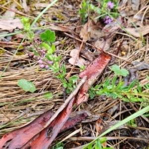 Mentha diemenica at Mount Ainslie to Black Mountain - 9 Jan 2024 09:43 AM