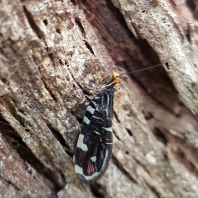 Porismus strigatus (Pied Lacewing) at Wingecarribee Local Government Area - 6 Mar 2024 by Aussiegall