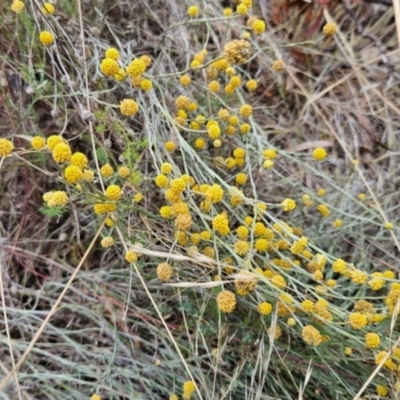 Calocephalus citreus (Lemon Beauty Heads) at Mount Ainslie to Black Mountain - 20 Mar 2023 by Pallis2020