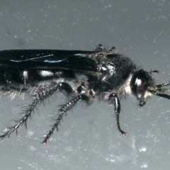 Austroscolia soror (Blue Flower Wasp) at Ainslie, ACT - 12 Mar 2024 by jb2602