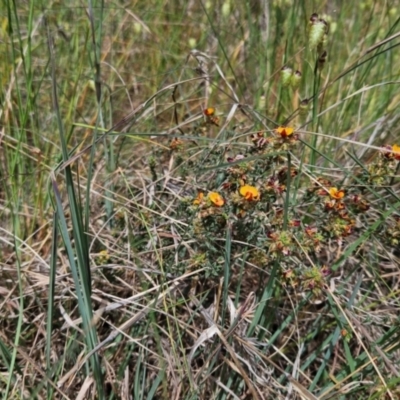 Pultenaea procumbens (Bush Pea) at Mount Pleasant - 25 Oct 2023 by Pallis2020