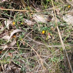 Bossiaea buxifolia (Matted Bossiaea) at Mount Ainslie to Black Mountain - 25 Sep 2023 by Pallis2020