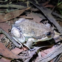 Limnodynastes dumerilii (Eastern Banjo Frog) at Penrose - 8 Mar 2024 by Aussiegall