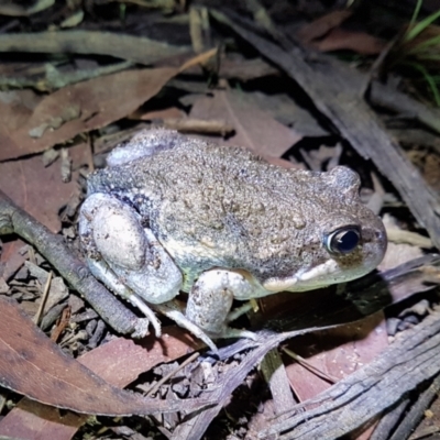 Limnodynastes dumerilii (Eastern Banjo Frog) at Penrose - 8 Mar 2024 by Aussiegall