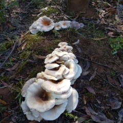 Unidentified Cap on a stem; gills below cap [mushrooms or mushroom-like] at Penrose, NSW - 8 Mar 2024 by Aussiegall