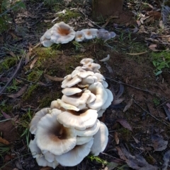 Omphalotus nidiformis at Penrose, NSW - 8 Mar 2024 by Aussiegall