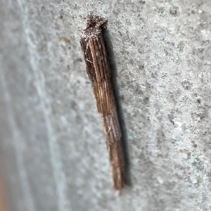 Lepidoscia arctiella at Mount Ainslie - 13 Mar 2024