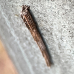 Lepidoscia arctiella at Mount Ainslie - 13 Mar 2024