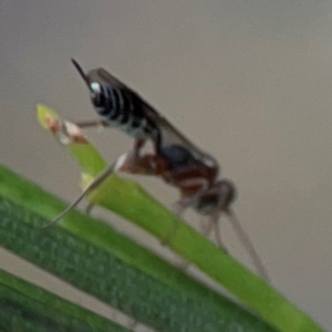 Ichneumonoidea (Superfamily) at Mount Ainslie - 13 Mar 2024