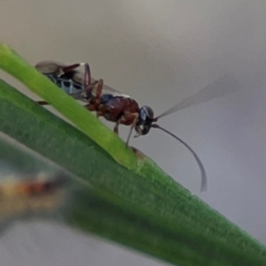 Ichneumonoidea (Superfamily) at Mount Ainslie - 13 Mar 2024